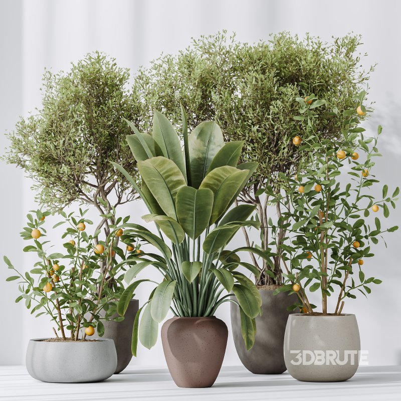 AV Indoor plants set 179 Mission Arbequina Olive and Ficus Robusta Abidjan and Mandarin Citrus Fruit Bonsai Orange Tree Image 6