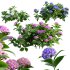 Hydrangea 02 - Thumbnail 1