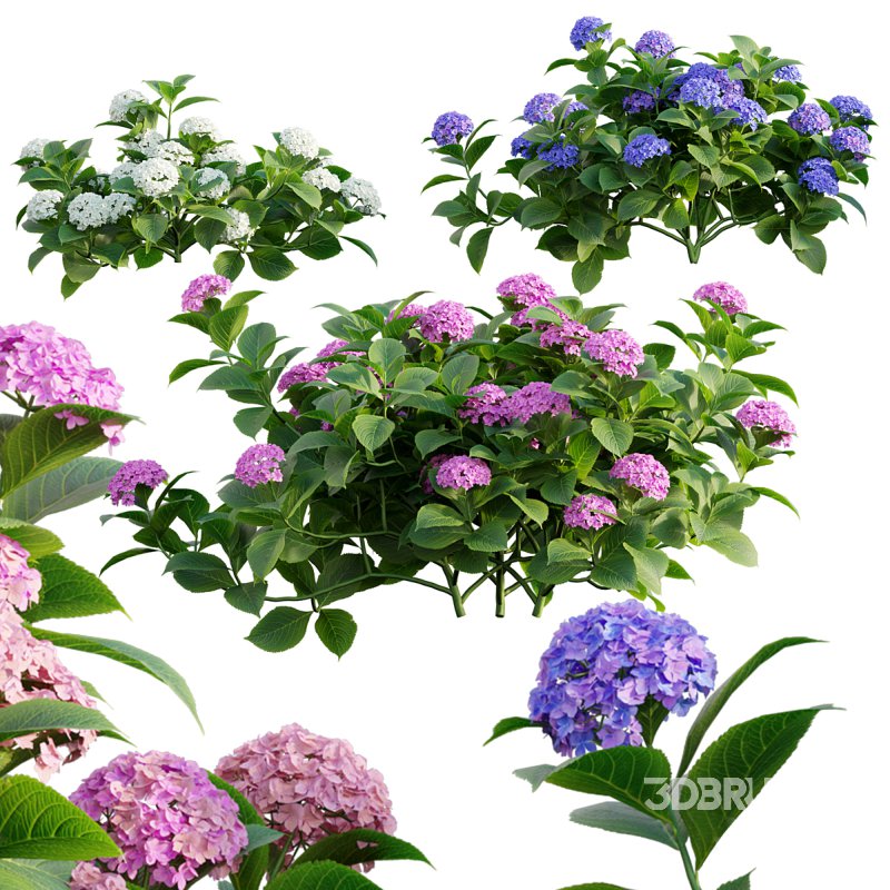 Hydrangea 02 Image 1