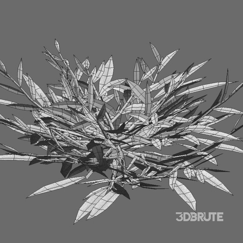 Chrysopogon aciculatus 02 Image 7