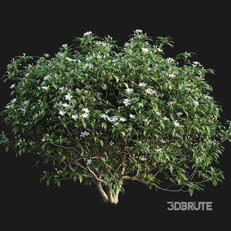 Wrightia antidysenterica Image 6