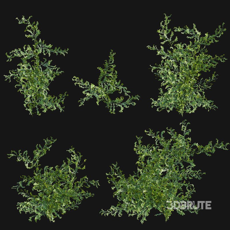 Moraceae – Ficus pumila Image 1