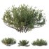AV Plants Juniperus Sabina Winter Snow - Thumbnail 2