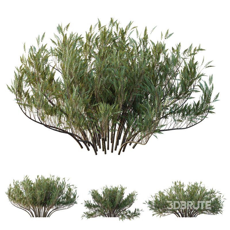 AV Plants Juniperus Sabina Winter Snow Image 2