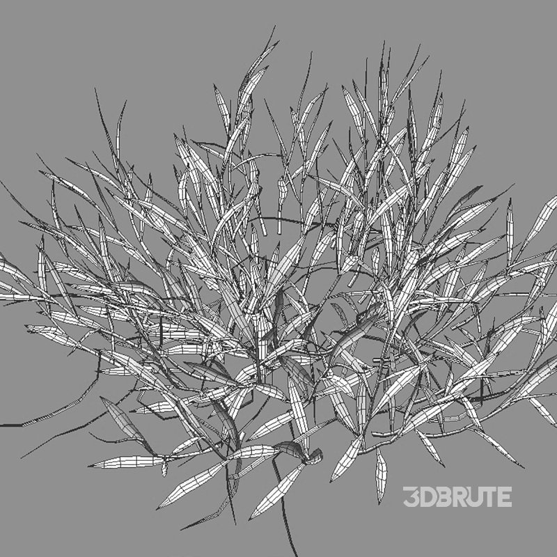 Cynodon dactylon – dry 01 Image 7