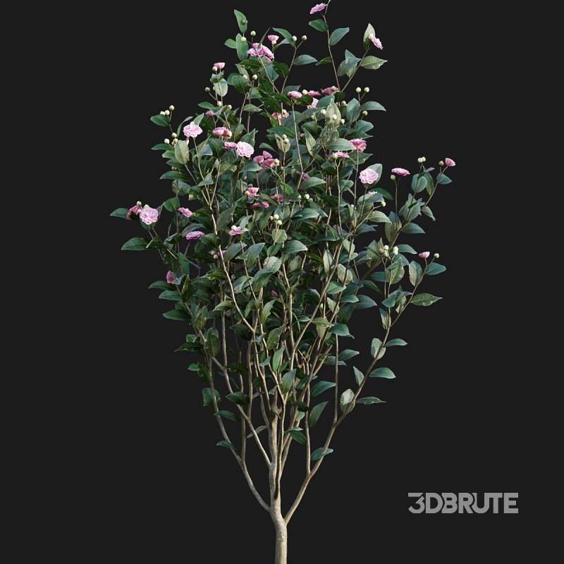 Camellia japonica – Japanese camellia 02 Image 4