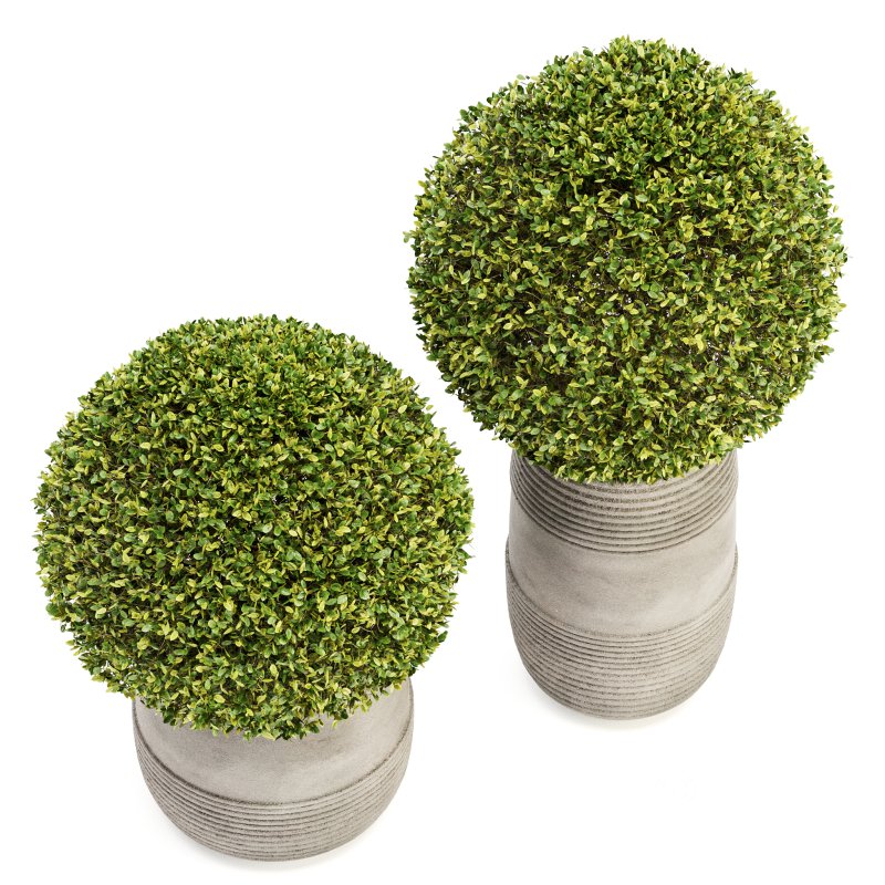 Outdoor Plant Set 05 Image 2