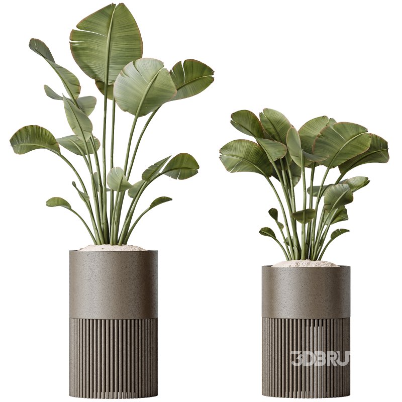 AV Indoor plants set 178 Mission Arbequina Olive and Ravenala Banana and Dracaena Lemon Lime Cane Dragon Image 2