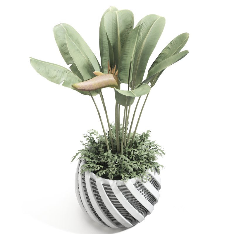 Strelitzia reginae and banana plant Image 2