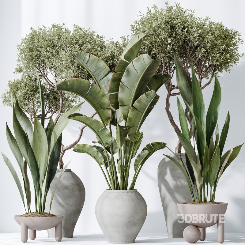AV Indoor plants set 183 Mission Arbequina Olive and Aspidistra Elatior Cast iron and Ravenala Banana Strelitzia Nicolai Image 6