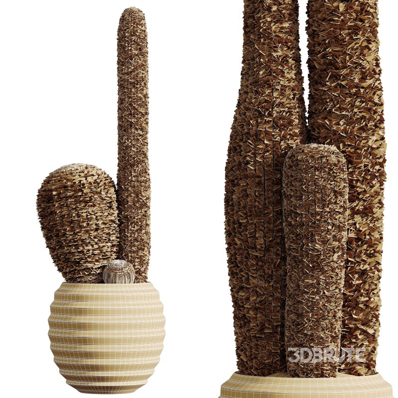 AV HousePlants Cactus Echinocactus Grusonii Golden Barrel Tree Image 3