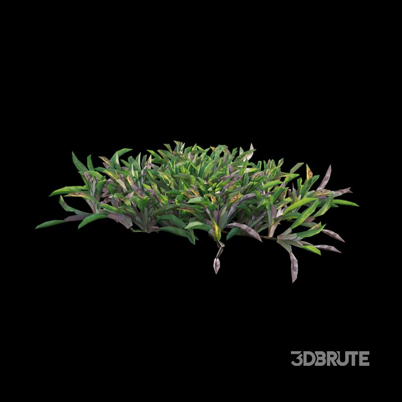 Axonopus compressus_cut_02 Image 4