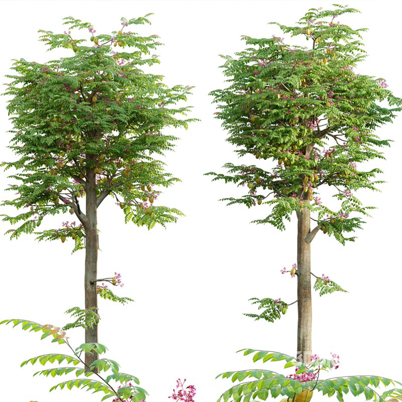 Averrhoa carambola – Starfruit tree 05 Image 1