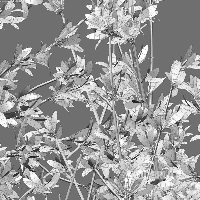 Forsythia Suspensa – Weeping Forsythia Image 5