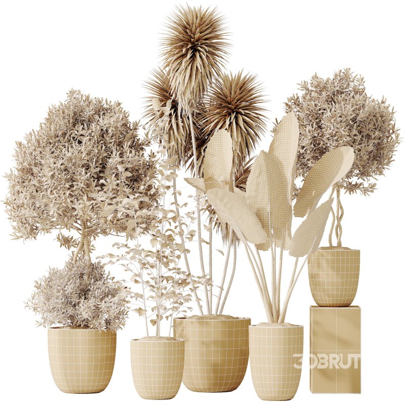 AV Indoor plants set 184 Mission Leccino Arbequina Olive and Cunjevoi Alocasia Jardin and Alnus Glutinosa Alder and Yucca Elephantipes Gigantea Image 7