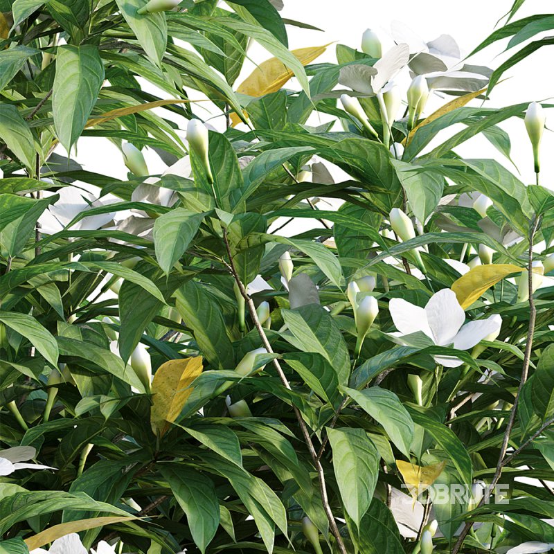 Wrightia antidysenterica Image 3