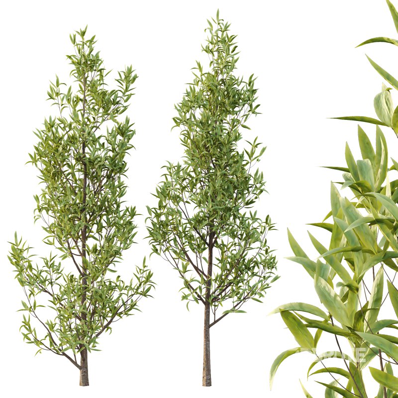 Sweet Viburnum Plant02 Image 6