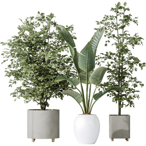 AV Indoor plants set 180 Alnus Glutinosa Alder Schwarzerle Betulus Hazel Erle and Bird Of Paradise Strelitzia Nicolai