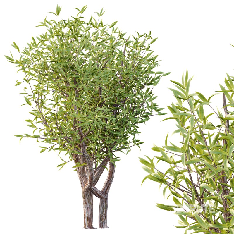 Sweet Viburnum Plant04 Image 4