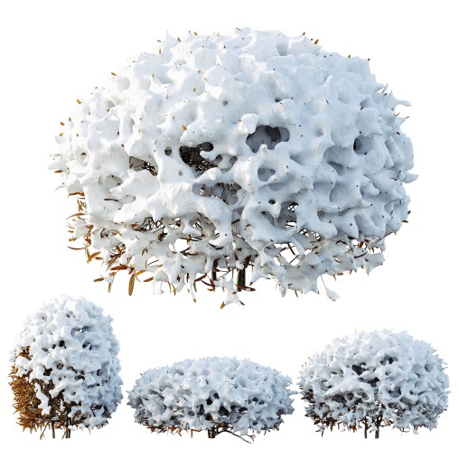 AV Plants Ligustrum Quihoui Privet Pruned Sphere Winter Snow