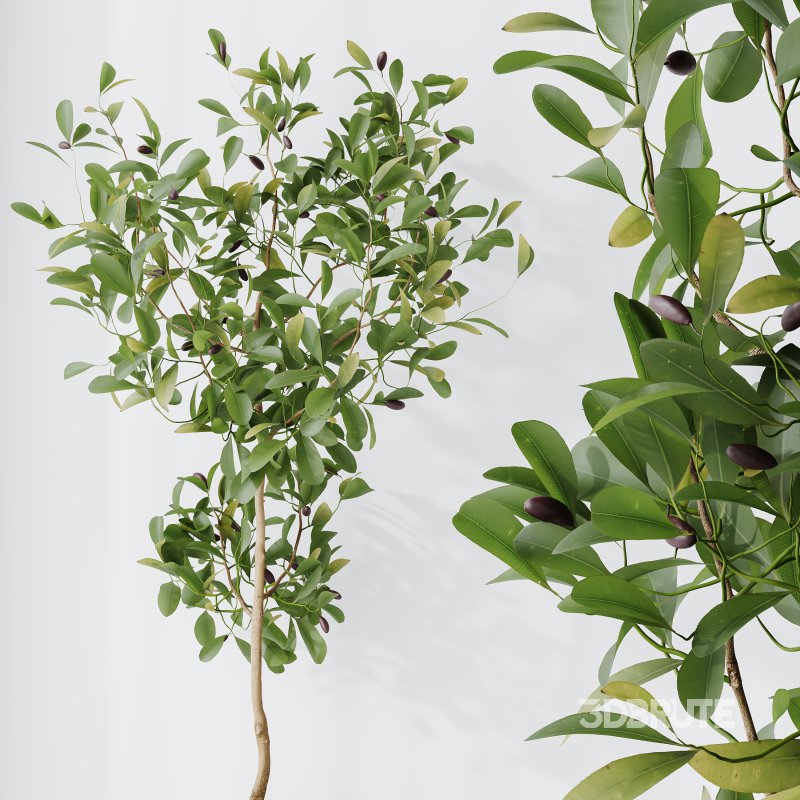 AV Indoor plants set 181 Alocasia Elefantenohr Wentii and Briful Pachira Aquatica Grand Artificiel and Olive Elegant Mission Image 8