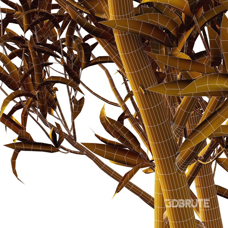 Sweet Viburnum Plant02 Image 4