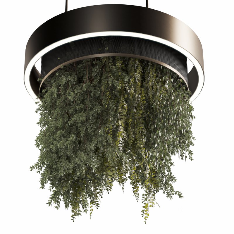 Indoor plants Hanging Plants set91 Image 2