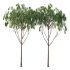 Eucalyptus Robusta Trees 07 - Thumbnail 3