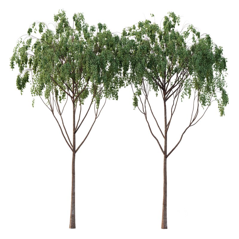 Eucalyptus Robusta Trees 07 Image 3