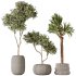 AV Indoor plants set 183 Olive Tree and Yucca Elephantipes Gigantea and Areca Palm and Giant Monstera Deliciosa - Thumbnail 4