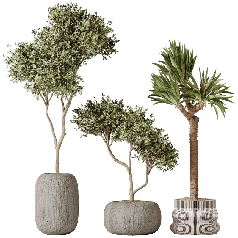 AV Indoor plants set 183 Olive Tree and Yucca Elephantipes Gigantea and Areca Palm and Giant Monstera Deliciosa Image 4