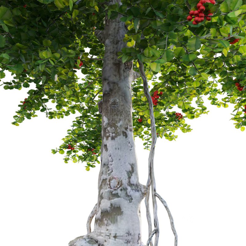 ilex aquifolium – Holly Image 1