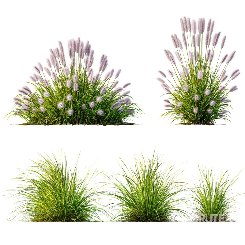 AV 6 different Grasses Pennisetum Alopecuroides Lampenputzergras Fountain Hameln and Carex Elata Aurea Image 12