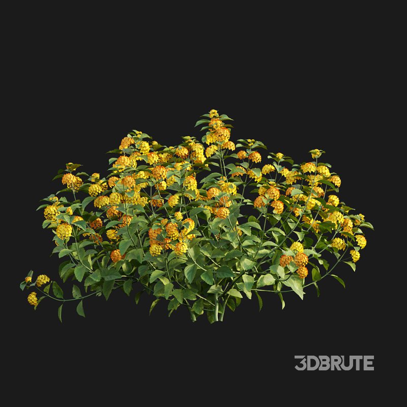 Lantana camara 02 Image 4