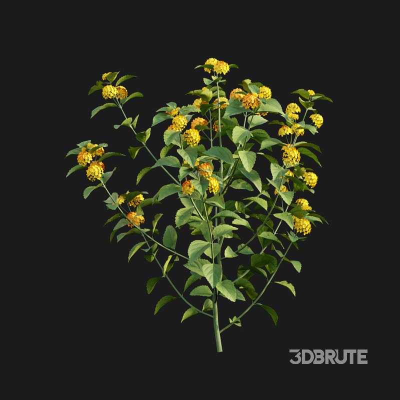 Lantana camara Image 3