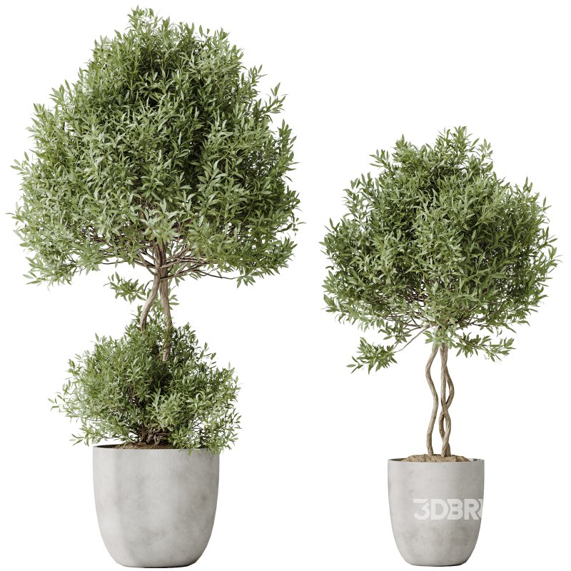 AV Indoor plants set 184 Mission Leccino Arbequina Olive and Cunjevoi Alocasia Jardin and Alnus Glutinosa Alder and Yucca Elephantipes Gigantea Image 2