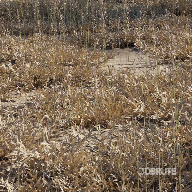 Chrysopogon aciculatus – dry 01 Image 1