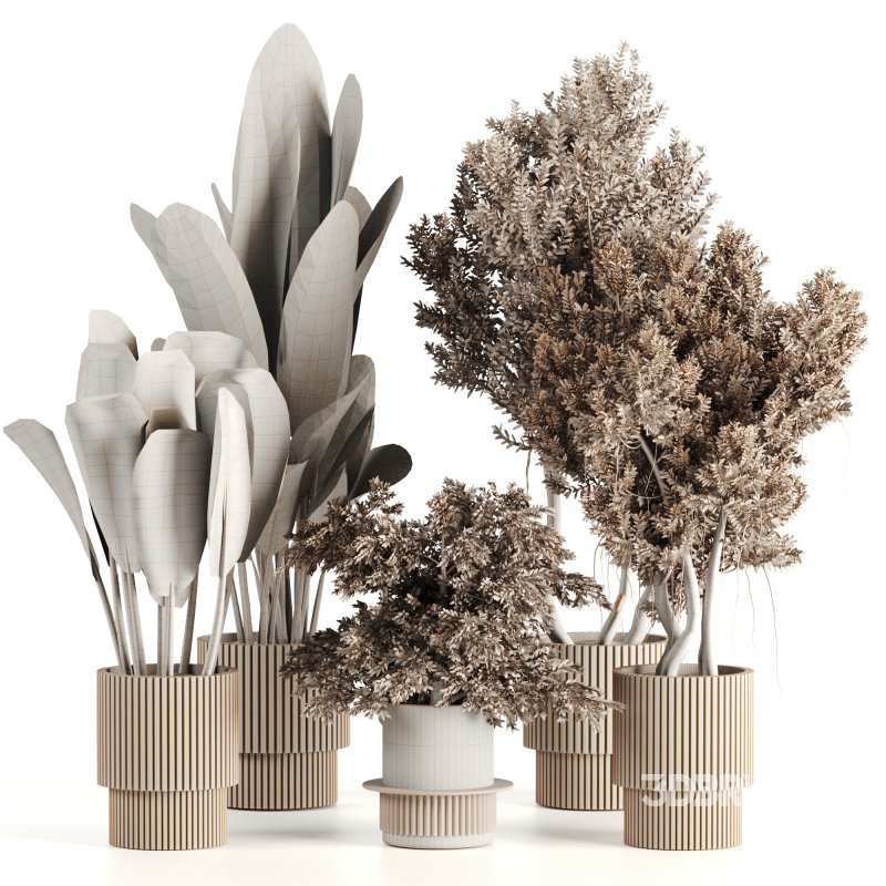 Indoor plants-Pot and tree set168 Image 6