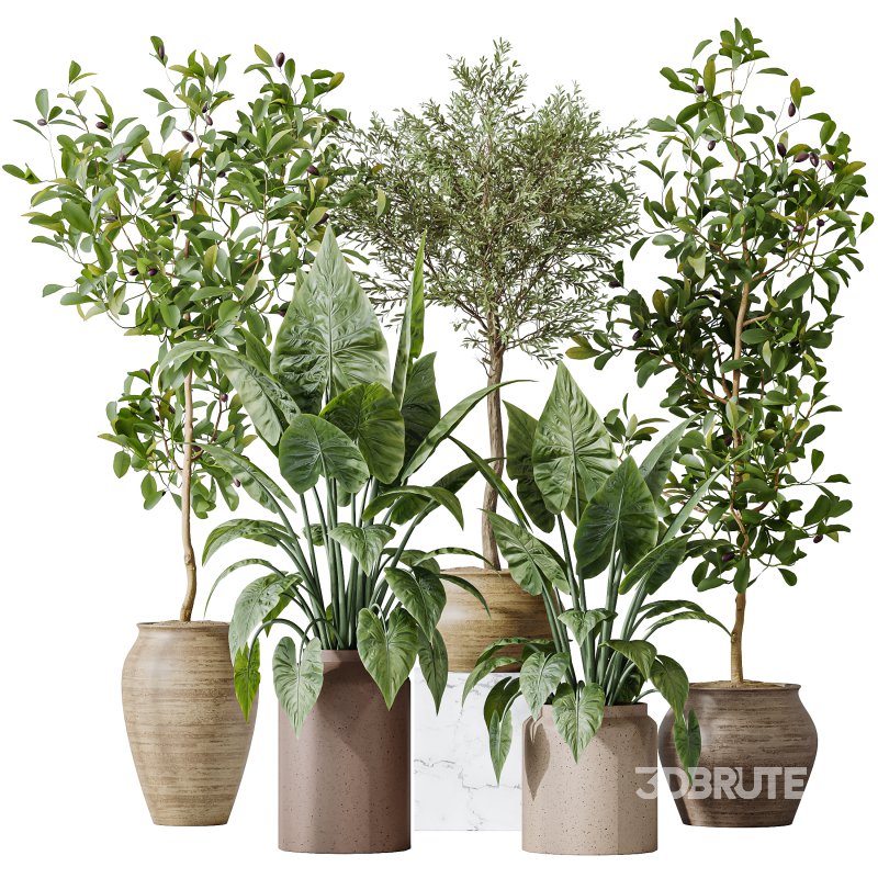 AV Indoor plants set 181 Alocasia Elefantenohr Wentii and Briful Pachira Aquatica Grand Artificiel and Olive Elegant Mission Image 6