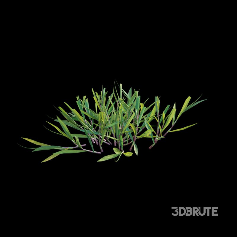 Cynodon dactylon – cut 02 Image 3