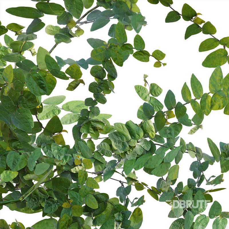 Moraceae – Ficus pumila Image 7
