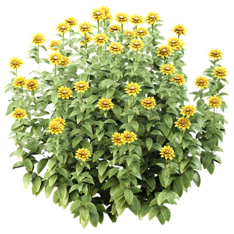 Wild flower bush Image 4