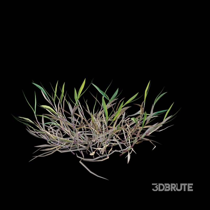 Cynodon dactylon – dry 01 Image 4