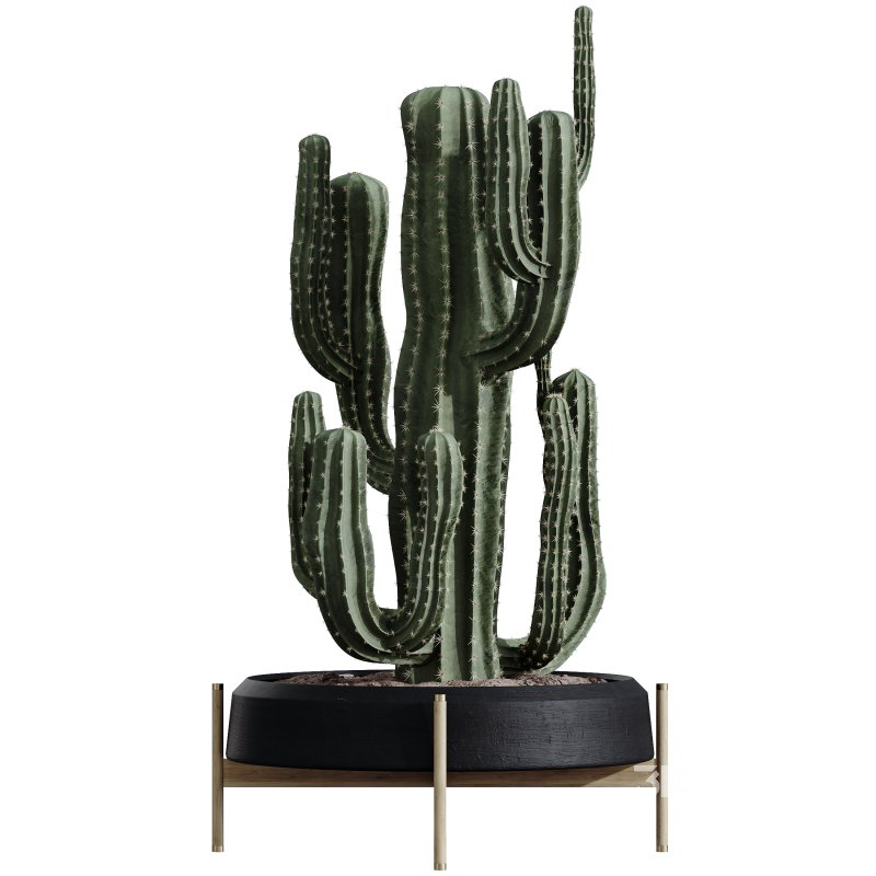 AV HousePlants Cactus Euphorbia Ingens Candelebra Saguaro Peruvian Image 1