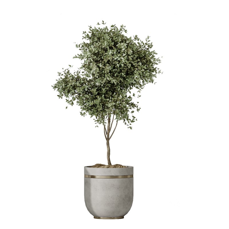 AV Indoor plants set 187 Mission Kalamata Arbequina Olive and Lemon Lime Cane Dragon and Ficus Microcarpa Moclame Image 4