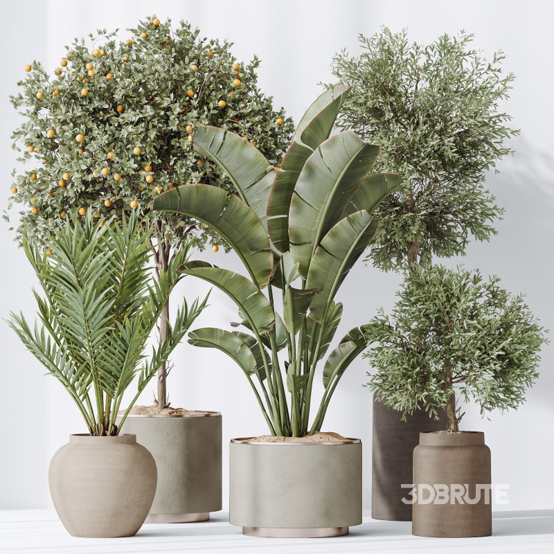 AV Indoor plants set 185 Olive Elegant Mission and Mandarin Citrus Fruit Orange Tree and Areca Palm and Ravenala Banana Strelitzia Nicolai Image 6