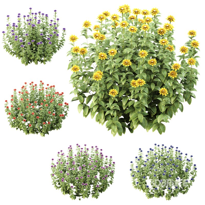 Wild flower bush Image 2