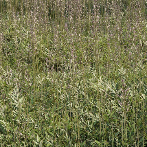 Chrysopogon aciculatus 01