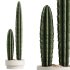 AV HousePlants Cactus Euphorbia Trigona Ingens Candelebra Tree - Thumbnail 1