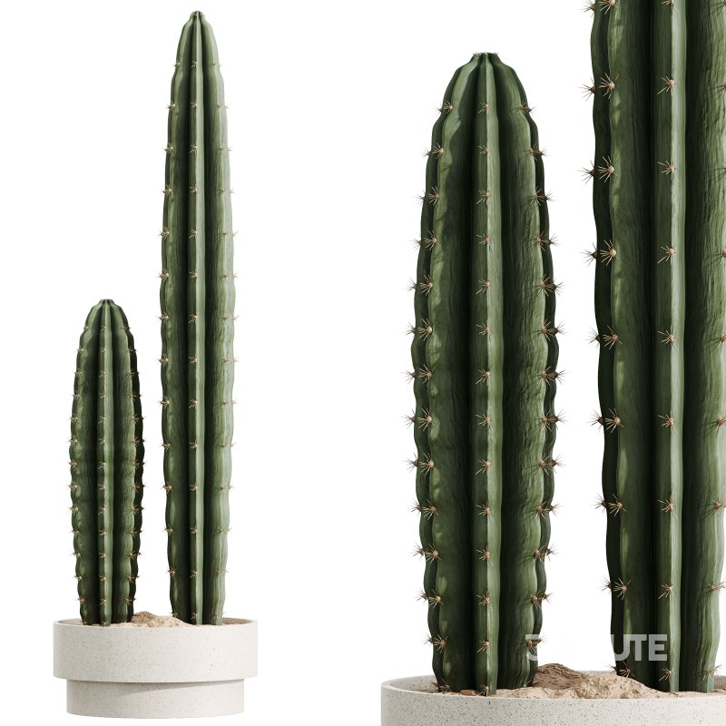 AV HousePlants Cactus Euphorbia Trigona Ingens Candelebra Tree Image 1